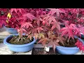 Download Lagu Deshojo Maple Colouring Explained