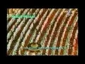 Download Lagu Shuraim 1419 Surah An Naml / Al Qassas