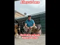 Download Lagu Alleycat Lane in the Rain #love #cat #hope #shortvideo #cats #viralshorts #animals #cute #short