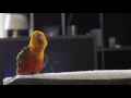 Download Lagu Jendaya bird dance MJ.THRILLER