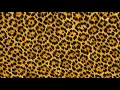 1 Hour Leopard print screen