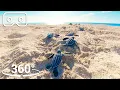 Download Lagu Baby Turtles Hatch And Face A Perilous Race To The Ocean |  VR 360 | Seven Worlds, One Planet