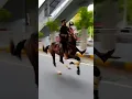 Download Lagu horse runing video || horse race video || #shorts #animal #horse