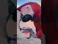 Download Lagu macaw parrot 😘 #shorts #parrot #youtubeshorts