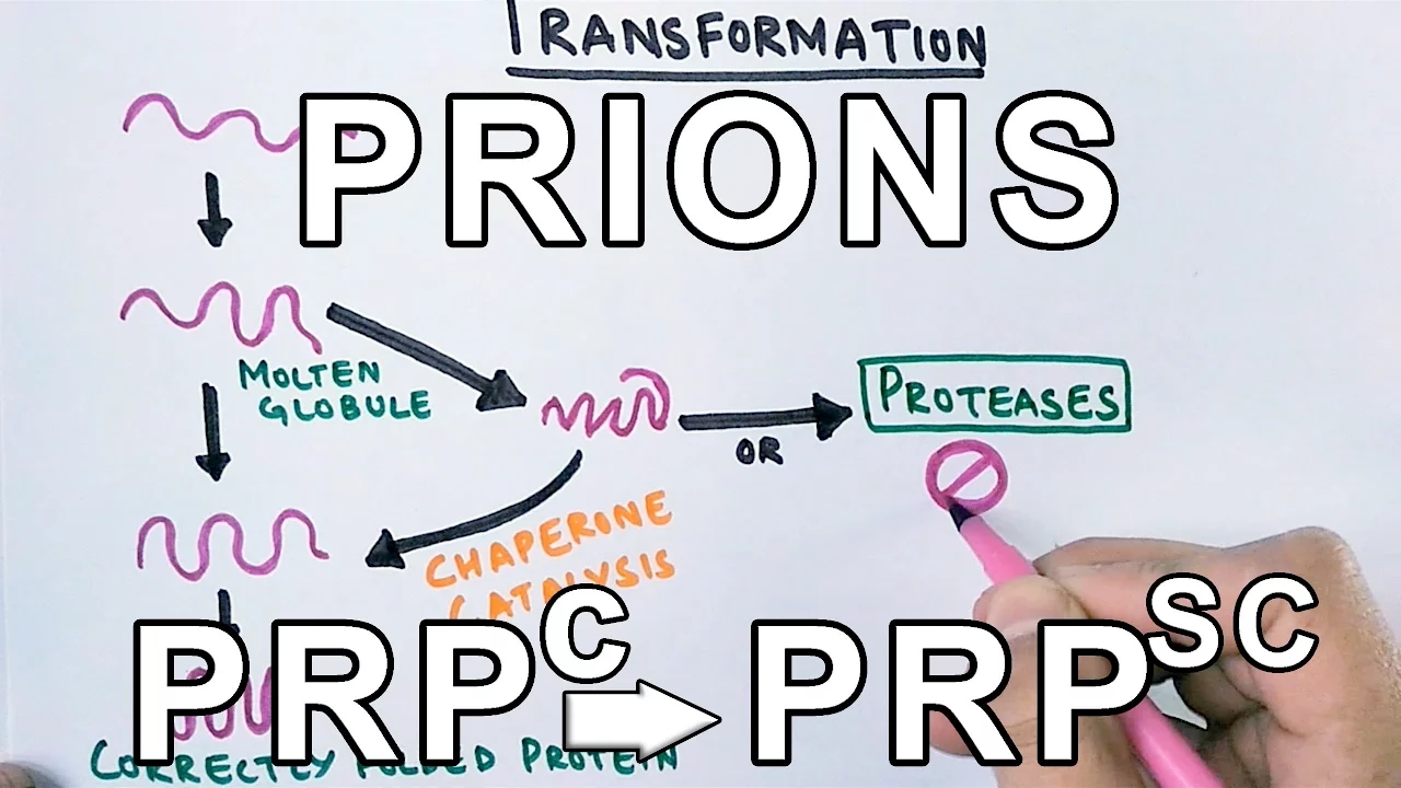 Prions-What are they ? Protein Misfolding Mechanism
