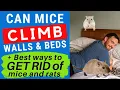 Can Mice Climb Walls Beds Curtains Stairs How to GET RID of Mice Rats 2023