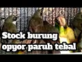 Download Lagu Stock burung opyor paruh tebal