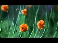 Download Lagu Flowers - ONE HOUR - Hypnotic Screensaver