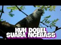 Download Lagu Suara Perkutut KUK Dobel Di Alam Liar Buat Pancingan Auto Nyaut