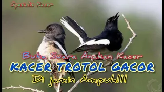 Download TERAPI KACER TROTOLAN di pagi hari agar cepat gacor, dijamin AMPUH!!! Buka suara anakan kacer MP3