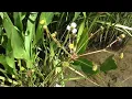 Slanke waterweegbree - Alisma lanceolatum