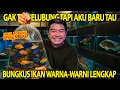 Download Lagu ANTER TEMEN AKU BORONG IKAN CICHLID WARNA-WARNI DI TOKO IKAN LENGKAP TAPI AKU BARU TAU DI BANDUNG!