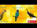 Download Lagu MASTERAN 3 VARIASI TEMBAKAN CILILIN, PELATUK  BAWANG, TENGKEK BUTO || JEDA 3 MENIT!!!