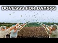 INSANE AMOUNT OF DOVES South Texas Dove Hunt