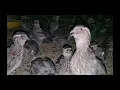 Download Lagu Nghe thử xem con chim Cút nó gáy hay thế nào | the sound of quail birds