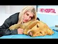 Download Lagu Birth To Death of My Dog *emotional*