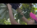 Coseche estas deliciosas uvas del monte Saida ZC