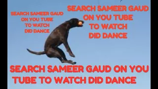 Barking Dogs That Fly Dog Is High Jumping Champion Funny Jump Shakira Waka Waka Bark Lut Gaye Fight 