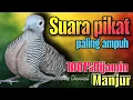 Lagu perkutut lokal suara pikat 💯%MANJUR