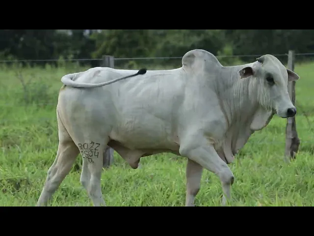 Touro Nelore ROZZ - 2504