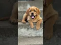 Download Lagu My Puppy's Sad Eyes Are The Ultimate Guilt Trip (I Can't Stay Mad)