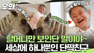 [#동물농장] 할머니만 졸졸졸~🐎따라다니는 애교쟁이♥️#우와비