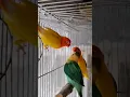 Lagu Lutino VS Lutino #africanlovebirdbreeding #lovebirdsfarming #lovebirds #birds #birdsfight