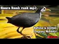 Download Lagu Suara ruak ruak MP3
