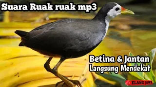 Download Suara ruak ruak MP3 MP3