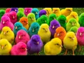 Download Lagu Beli ayam warna warni rainbow lucu ayam lucu bebek lucu baru menetas bermain dengan binatang