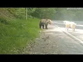Brave Dog Scares Off Bear ViralHog