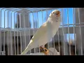 Download Lagu Timbrado Español Original - Meet Mr Whity ! - Canary Training Song