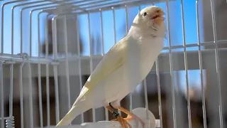 timbrado espa ol original meet mr whity canary training song