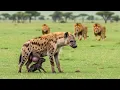 Download Lagu Lions Surrounded a Hyena Giving Birth, Then the Unthinkable Happened!