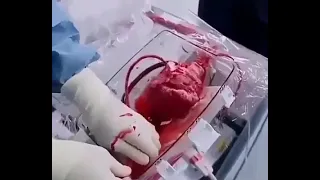 رغم كيد العدا رغم كل النقم سوف نسعي إلي أن تعم النعم 