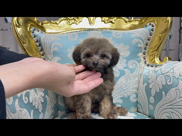 動画