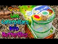 Insect Lore Butterfly Garden Kit With Cup Of Live Caterpillars - Grow Live Butterflies