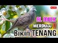 Download Lagu Perkutut Lokal GACOR MERDU Bikin TENANG !! Di Iringi Surah AL MULK