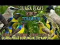 Download Lagu Suara Pikat Burung Kecil Ribut Ter Ampuh Dijamin Semua Burung Berdatangan