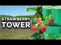 Grow Strawberries in Vertical Containers FULL GROW GUIDE