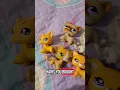 Lps shorthair cat