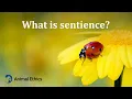 What is sentience