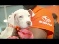 Quantrell Subaru Loves Pets
