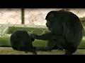 Download Lagu Botfly Larvae Removed From Monkey's Neck | Jungle Animal Hospital | BBC Earth