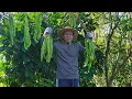 Download Lagu Panen Pete di Kebun | Buat Sambal Lalap Mantap, Pedesnya Josshh Gemrojos, Ngabisin Nasi Sebakul