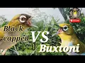 Download Lagu Pleci gacor Buxtoni dan Black capped TARUNG dengan kelebihan nya ISTIMEWA