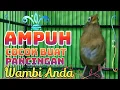 Download Lagu AMPUH.....cocok buat Pancingan WAMBI Anda