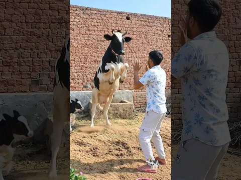 The Cow Suddenly Stood Up on Two Legs 😱🐄