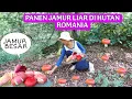Download Lagu PANEN JAMUR LIAR DI HUTAN ROMANIA || DAPAT JAMUR LIAR BESAR BESAR