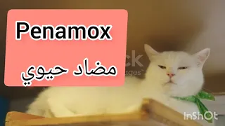 علاج برد و زكام القطط في البيت من الصيدلية البشري أعراض البرد في القطط Cat Flu Cats قطط 